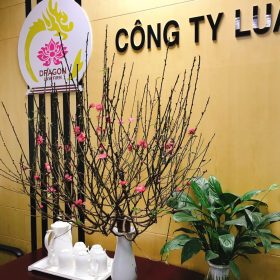 Điều 205 Bộ luật Hình sự quy định về tội lập quỹ trái phép
