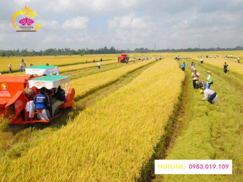 Quy định về việc sử dụng đất nông nghiệp theo Luật Đất đai 2024 Nhóm đất nông nghiệp bao gồm những loại nào?
